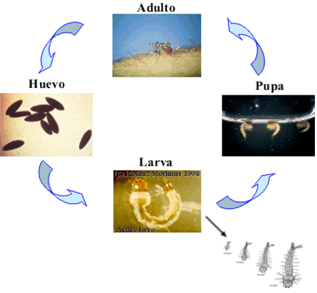 Imagen que mustra el ciclo del mosquito